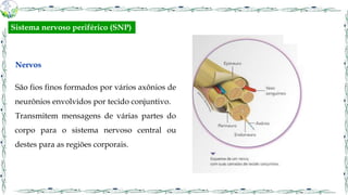 Nervos
São fios finos formados por vários axônios de
neurônios envolvidos por tecido conjuntivo.
Transmitem mensagens de várias partes do
corpo para o sistema nervoso central ou
destes para as regiões corporais.
Sistema nervoso periférico (SNP)
 