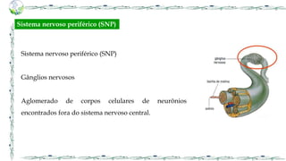 Sistema nervoso periférico (SNP)
Gânglios nervosos
Aglomerado de corpos celulares de neurônios
encontrados fora do sistema nervoso central.
Sistema nervoso periférico (SNP)
 