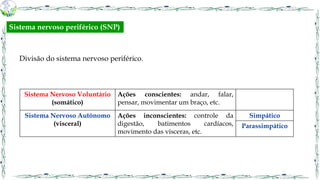 Sistema Nervoso Voluntário
(somático)
Ações conscientes: andar, falar,
pensar, movimentar um braço, etc.
Sistema Nervoso Autônomo
(visceral)
Ações inconscientes: controle da
digestão, batimentos cardíacos,
movimento das vísceras, etc.
Simpático
Parassimpático
Divisão do sistema nervoso periférico.
Sistema nervoso periférico (SNP)
 