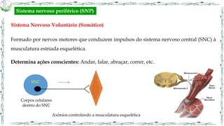 Sistema Nervoso Voluntário (Somático)
Formado por nervos motores que conduzem impulsos do sistema nervoso central (SNC) à
musculatura estriada esquelética.
Determina ações conscientes: Andar, falar, abraçar, correr, etc.
SNC
Corpos celulares
dentro do SNC
Axônios controlando a musculatura esquelética
Sistema nervoso periférico (SNP)
 