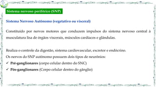Sistema Nervoso Autônomo (vegetativo ou visceral)
Constituído por nervos motores que conduzem impulsos do sistema nervoso central à
musculatura lisa de órgãos viscerais, músculos cardíacos e glândulas.
Realiza o controle da digestão, sistema cardiovascular, excretor e endócrino.
Os nervos do SNP autônomo possuem dois tipos de neurônios:
 Pré-ganglionares (corpo celular dentro do SNC)
 Pós-ganglionares (Corpo celular dentro do gânglio)
Sistema nervoso periférico (SNP)
 