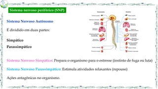 Sistema Nervoso Autônomo
É dividido em duas partes:
Simpático
Parassimpático
Sistema Nervoso Simpático: Prepara o organismo para o estresse (instinto de fuga ou luta)
Sistema Nervoso Parassimpático: Estimula atividades relaxantes (repouso)
Ações antagônicas no organismo.
Sistema nervoso periférico (SNP)
 