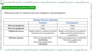 Diferenças entre os sistemas nervosos simpático e parassimpático:
Sistema Nervoso Autônomo
Simpático Parassimpático
Fibra pré-ganglionar curta longa
Fibra pós-ganglionar longa curta
Origem dos nervos Região torácica e lombar da medula
(somente nervos raquidianos)
Região cervical (nervos cranianos) e
região sacral da medula (nervos
raquidianos)
Mediador químico Fibras pré-ganglionares:
Acetilcolina
Fibras pós-ganglionares:
Adrenalina
Fibras pré-ganglionares: Acetilcolina
Fibras pós-ganglionares:
Acetilcolina
Sistema nervoso periférico (SNP)
 