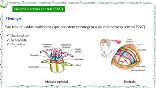 Meninges
São três delicadas membranas que revestem e protegem o sistema nervoso central (SNC).
 Dura-máter
 Aracnóide
 Pia-máter
Medula espinhal Encéfalo
Sistema nervoso central (SNC)
 