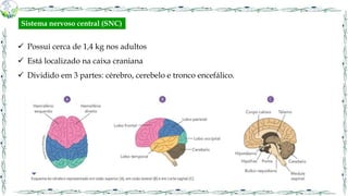  Possui cerca de 1,4 kg nos adultos
 Está localizado na caixa craniana
 Dividido em 3 partes: cérebro, cerebelo e tronco encefálico.
Sistema nervoso central (SNC)
 