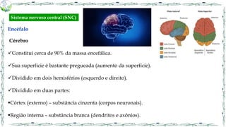 Encéfalo
Cérebro
Constitui cerca de 90% da massa encefálica.
Sua superfície é bastante pregueada (aumento da superfície).
Dividido em dois hemisférios (esquerdo e direito).
Dividido em duas partes:
Córtex (externo) – substância cinzenta (corpos neuronais).
Região interna – substância branca (dendritos e axônios).
Sistema nervoso central (SNC)
 