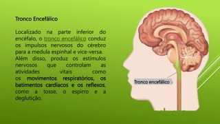 Tronco Encefálico
Localizado na parte inferior do
encéfalo, o tronco encefálico conduz
os impulsos nervosos do cérebro
para a medula espinhal e vice-versa.
Além disso, produz os estímulos
nervosos que controlam as
atividades vitais como
os movimentos respiratórios, os
batimentos cardíacos e os reflexos,
como a tosse, o espirro e a
deglutição.
Tronco encefálico
 