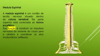 Medula Espinhal
A medula espinhal é um cordão de
tecido nervoso situado dentro
da coluna vertebral. Na parte
superior está conectada ao tronco
encefálico.
Sua função é conduzir os impulsos
nervosos do restante do corpo para
o cérebro e coordenar os atos
involuntários (reflexos).
 