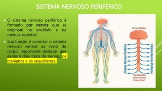 SISTEMA NERVOSO PERIFÉRICO
 O sistema nervoso periférico é
formado por nervos que se
originam no encéfalo e na
medula espinhal.
 Sua função é conectar o sistema
nervoso central ao resto do
corpo. Importante destacar que
existem dois tipos de nervos: os
cranianos e os raquidianos.
 