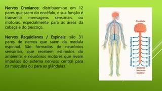 Nervos Cranianos: distribuem-se em 12
pares que saem do encéfalo, e sua função é
transmitir mensagens sensoriais ou
motoras, especialmente para as áreas da
cabeça e do pescoço.
Nervos Raquidianos / Espinais: são 31
pares de nervos que saem da medula
espinhal. São formados de neurônios
sensoriais, que recebem estímulos do
ambiente; e neurônios motores que levam
impulsos do sistema nervoso central para
os músculos ou para as glândulas.
 