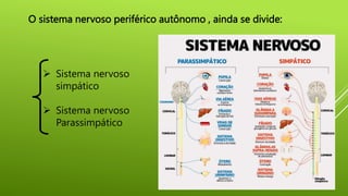 O sistema nervoso periférico autônomo , ainda se divide:
 Sistema nervoso
simpático
 Sistema nervoso
Parassimpático
 