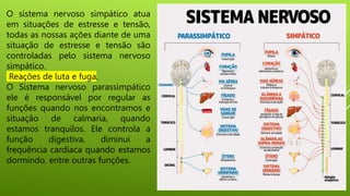 O sistema nervoso simpático atua
em situações de estresse e tensão,
todas as nossas ações diante de uma
situação de estresse e tensão são
controladas pelo sistema nervoso
simpático.
Reações de luta e fuga.
O Sistema nervoso parassimpático
ele é responsável por regular as
funções quando nos encontramos e
situação de calmaria, quando
estamos tranquilos. Ele controla a
função digestiva, diminui a
frequência cardíaca quando estamos
dormindo, entre outras funções.
 