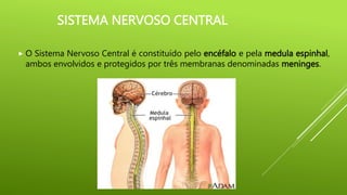 SISTEMA NERVOSO CENTRAL
 O Sistema Nervoso Central é constituído pelo encéfalo e pela medula espinhal,
ambos envolvidos e protegidos por três membranas denominadas meninges.
 