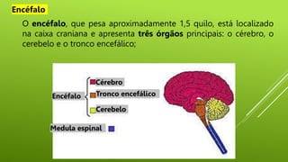 O encéfalo, que pesa aproximadamente 1,5 quilo, está localizado
na caixa craniana e apresenta três órgãos principais: o cérebro, o
cerebelo e o tronco encefálico;
Cérebro
Tronco encefálico
Cerebelo
Medula espinal
Encéfalo
Encéfalo
 