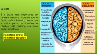 Cérebro
É o órgão mais importante do
sistema nervoso. Considerado o
órgão mais volumoso, pois ocupa
a maior parte do encéfalo, o
cérebro está dividido em duas
partes simétricas
 Hemisfério direito
 Hemisfério esquerdo.
 
