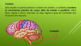  Cerebelo
 Está situado na parte posterior e abaixo do cérebro, o cerebelo coordena
os movimentos precisos do corpo, além de manter o equilíbrio. Além
disso, regula o tônus muscular, ou seja, regula o grau de contração dos
músculos em repouso.
Cerebelo
 