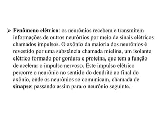 ⮚ Fenômeno elétrico: os neurônios recebem e transmitem
informações de outros neurônios por meio de sinais elétricos
chamados impulsos. O axônio da maioria dos neurônios é
revestido por uma substância chamada mielina, um isolante
elétrico formado por gordura e proteína, que tem a função
de acelerar o impulso nervoso. Este impulso elétrico
percorre o neurônio no sentido do dendrito ao final do
axônio, onde os neurônios se comunicam, chamada de
sinapse; passando assim para o neurônio seguinte.
 