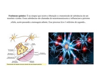 Fenômeno químico: É na sinapse que ocorre a liberação e a transmissão de substâncias de um
neurônio vizinho. Essas substâncias são chamadas de neurotransmissores e influenciam a próxima
célula, assim passando a mensagem adiante. Esse processo leva 1 milésimo de segundo.
 