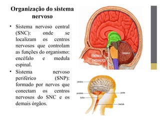 Organização do sistema
nervoso
• Sistema nervoso central
(SNC): onde se
localizam os centros
nervosos que controlam
as funções do organismo:
encéfalo e medula
espinal.
• Sistema nervoso
periférico (SNP):
formado por nervos que
conectam os centros
nervosos do SNC e os
demais órgãos.
 