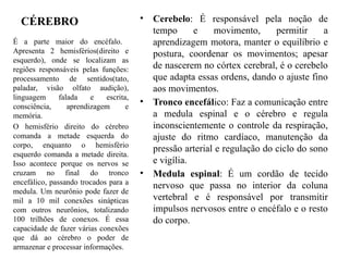 CÉREBRO • Cerebelo: É responsável pela noção de
tempo e movimento, permitir a
aprendizagem motora, manter o equilíbrio e
postura, coordenar os movimentos; apesar
de nascerem no córtex cerebral, é o cerebelo
que adapta essas ordens, dando o ajuste fino
aos movimentos.
• Tronco encefálico: Faz a comunicação entre
a medula espinal e o cérebro e regula
inconscientemente o controle da respiração,
ajuste do ritmo cardíaco, manutenção da
pressão arterial e regulação do ciclo do sono
e vigília.
• Medula espinal: É um cordão de tecido
nervoso que passa no interior da coluna
vertebral e é responsável por transmitir
impulsos nervosos entre o encéfalo e o resto
do corpo.
É a parte maior do encéfalo.
Apresenta 2 hemisférios(direito e
esquerdo), onde se localizam as
regiões responsáveis pelas funções:
processamento de sentidos(tato,
paladar, visão olfato audição),
linguagem falada e escrita,
consciência, aprendizagem e
memória.
O hemisfério direito do cérebro
comanda a metade esquerda do
corpo, enquanto o hemisfério
esquerdo comanda a metade direita.
Isso acontece porque os nervos se
cruzam no final do tronco
encefálico, passando trocados para a
medula. Um neurônio pode fazer de
mil a 10 mil conexões sinápticas
com outros neurônios, totalizando
100 trilhões de conexos. É essa
capacidade de fazer várias conexões
que dá ao cérebro o poder de
armazenar e processar informações.
 