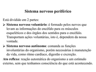 Sistema nervoso periférico
Está dividido em 2 partes:
⮚ Sistema nervoso voluntário: é formado pelos nervos que
levam as informações do encéfalo para os músculos
esqueléticos e dos órgãos dos sentidos para o encéfalo.
Transportam ações voluntárias, isto é, dependem da nossa
vontade.
⮚ Sistema nervoso autônomo: comanda as funções
involuntárias do organismo, porém necessárias à manutenção
da vida, como ritmo cardíaco, digestão e excreção.
Ato reflexo: reação automática do organismo a um estímulo
externo, sem que tenhamos consciência do que está acontecendo.
 