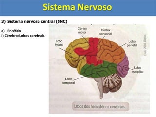 Sistema Nervoso
3) Sistema nervoso central (SNC)
a) Encéfalo
I) Cérebro: Lobos cerebrais
 