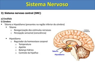 Sistema Nervoso
3) Sistema nervoso central (SNC)
a) Encéfalo
I) Cérebro
 Tálamo e Hipotálamo (presentes na região inferior do cérebro)
 Tálamo
o Reorganização dos estímulos nervosos
o Percepção sensorial (consciência)
 Hipotálamo
o Regulador da homeostase corporal
o Temperatura
o Apetite
o Balanço hídrico
o Controle da hipófise
 