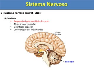 Sistema Nervoso
3) Sistema nervoso central (SNC)
II) Cerebelo
 Responsável pelo equilíbrio do corpo
 Tônus e vigor muscular
 Orientação espacial
 Coordenação dos movimentos
Cerebelo
 