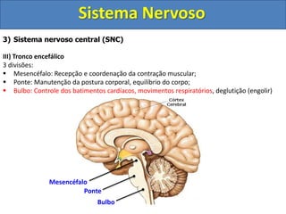Sistema Nervoso
3) Sistema nervoso central (SNC)
III) Tronco encefálico
3 divisões:
 Mesencéfalo: Recepção e coordenação da contração muscular;
 Ponte: Manutenção da postura corporal, equilíbrio do corpo;
 Bulbo: Controle dos batimentos cardíacos, movimentos respiratórios, deglutição (engolir)
Mesencéfalo
Ponte
Bulbo
 