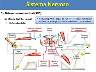 Sistema Nervoso
3) Sistema nervoso central (SNC)
b) Medula Espinhal (raque)
 Reflexo Medular
A medula espinhal é capaz de elaborar respostas rápidas em
situações de emergência, sem a interferência do encéfalo.
 