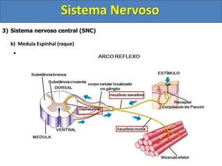 Sistema Nervoso
3) Sistema nervoso central (SNC)
b) Medula Espinhal (raque)
 Reflexo Medular
 