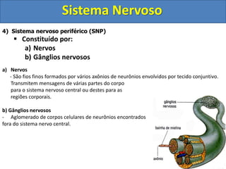 Sistema Nervoso
4) Sistema nervoso periférico (SNP)
 Constituído por:
a) Nervos
b) Gânglios nervosos
a) Nervos
- São fios finos formados por vários axônios de neurônios envolvidos por tecido conjuntivo.
Transmitem mensagens de várias partes do corpo
para o sistema nervoso central ou destes para as
regiões corporais.
b) Gânglios nervosos
- Aglomerado de corpos celulares de neurônios encontrados
fora do sistema nervo central.
 