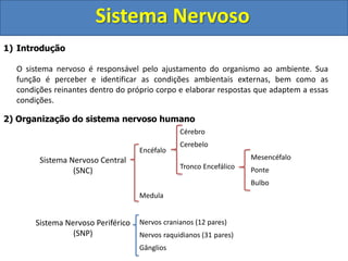 Sistema Nervoso
1) Introdução
O sistema nervoso é responsável pelo ajustamento do organismo ao ambiente. Sua
função é perceber e identificar as condições ambientais externas, bem como as
condições reinantes dentro do próprio corpo e elaborar respostas que adaptem a essas
condições.
2) Organização do sistema nervoso humano
Sistema Nervoso Central
(SNC)
Encéfalo
Cérebro
Cerebelo
Tronco Encefálico
Mesencéfalo
Ponte
Bulbo
Medula
Sistema Nervoso Periférico
(SNP)
Nervos cranianos (12 pares)
Nervos raquidianos (31 pares)
Gânglios
 