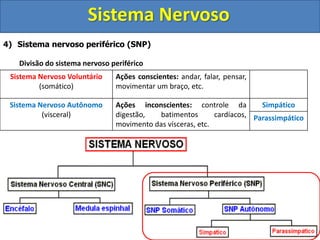 Sistema Nervoso
4) Sistema nervoso periférico (SNP)
Divisão do sistema nervoso periférico
Sistema Nervoso Voluntário
(somático)
Ações conscientes: andar, falar, pensar,
movimentar um braço, etc.
Sistema Nervoso Autônomo
(visceral)
Ações inconscientes: controle da
digestão, batimentos cardíacos,
movimento das vísceras, etc.
Simpático
Parassimpático
 
