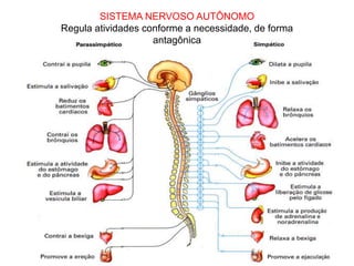 SISTEMA NERVOSO AUTÔNOMO
Regula atividades conforme a necessidade, de forma
antagônica
 