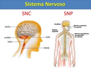 Sistema Nervoso
SNC SNP
 