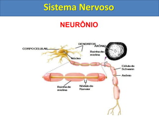 Sistema Nervoso
NEURÔNIO
 