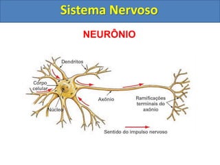 Sistema Nervoso
NEURÔNIO
 