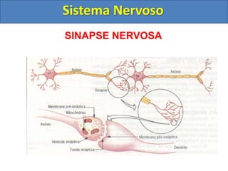 Sistema Nervoso
SINAPSE NERVOSA
 