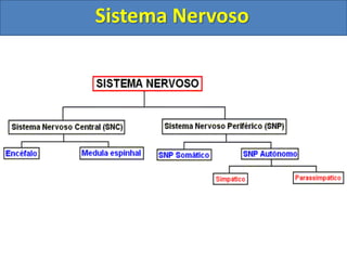 Sistema Nervoso
 