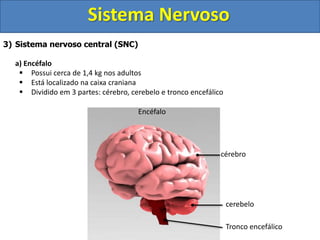 Sistema Nervoso
3) Sistema nervoso central (SNC)
a) Encéfalo
 Possui cerca de 1,4 kg nos adultos
 Está localizado na caixa craniana
 Dividido em 3 partes: cérebro, cerebelo e tronco encefálico
Encéfalo
cérebro
cerebelo
Tronco encefálico
 