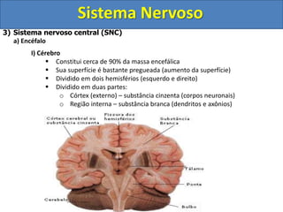 Sistema Nervoso
3) Sistema nervoso central (SNC)
a) Encéfalo
I) Cérebro
 Constitui cerca de 90% da massa encefálica
 Sua superfície é bastante pregueada (aumento da superfície)
 Dividido em dois hemisférios (esquerdo e direito)
 Dividido em duas partes:
o Córtex (externo) – substância cinzenta (corpos neuronais)
o Região interna – substância branca (dendritos e axônios)
 
