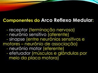 Componentes do Arco Reflexo Medular:
- receptor (terminação nervosa)
- neurônio sensitivo (aferente)
- sinapse (entre neurônios sensitivos e
motores – neurônio de associação)
- neurônio motor (eferente)
- efetuador (músculos e glândulas por
meio da placa motora)
 