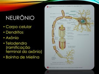 NEURÔNIO
• Corpo celular
• Dendritos
• Axônio
• Telodendro
(ramificação
terminal do axônio)
• Bainha de Mielina
 