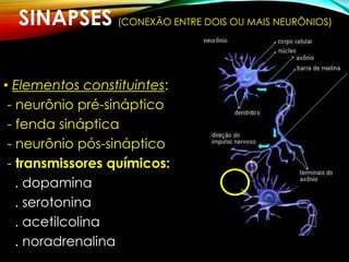 SINAPSES (CONEXÃO ENTRE DOIS OU MAIS NEURÔNIOS)
• Elementos constituintes:
- neurônio pré-sináptico
- fenda sináptica
- neurônio pós-sináptico
- transmissores químicos:
. dopamina
. serotonina
. acetilcolina
. noradrenalina
 