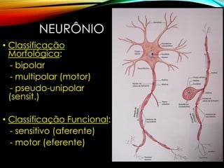 NEURÔNIO
• Classificação
Morfológica:
- bipolar
- multipolar (motor)
- pseudo-unipolar
(sensit.)
• Classificação Funcional:
- sensitivo (aferente)
- motor (eferente)
 