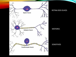 RETINA DOS OLHOS
SENSITIVOS
MOTORES
 