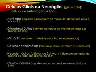 Células Gliais ou Neuróglia (glia = cola):
. células de sustentação (6 tipos)
. Astrócitos (regulam a passagem de moléculas do sangue para o
encéfalo)
. Oligodendrócitos (formam camadas de mielina ao redor dos
axônios no SNC)
. Micróglia (removem materiais estranhos e degenerados)
. Células ependimárias (formam o líquor, revestem os ventrículos)
. Neurolemócitos (células de Schwann) (formam camadas de
mielina ao redor dos axônios no SNP)
. Células satélites (suporte aos corpos celulares de neurônios no
SNP)
 