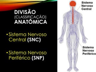 DIVISÃO
(CLASSIFICAÇÃO)
ANATÔMICA
•Sistema Nervoso
Central (SNC)
•Sistema Nervoso
Periférico (SNP)
 