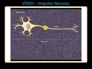 VÍDEO – Impulso Nervoso
 